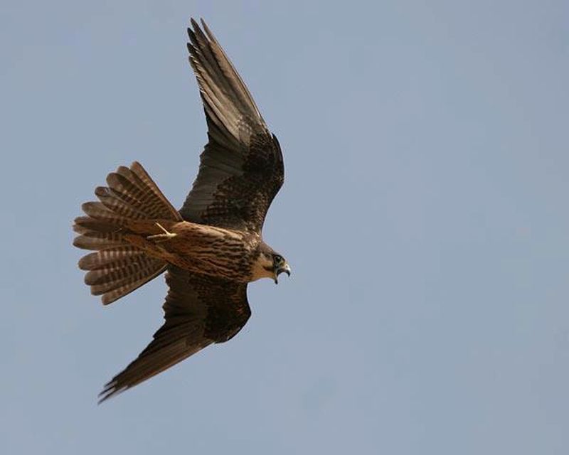 falco_3